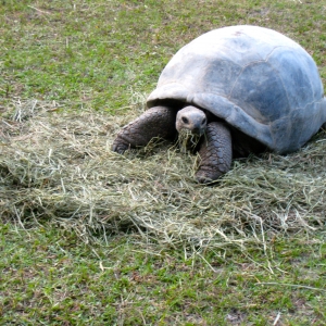 DIVA EATING HAY // 12-01-2014