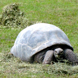 DIVA EATING HAY // 12-01-2014