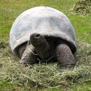 DIVA EATING HAY // 12-01-2014