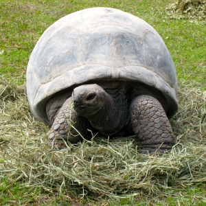 DIVA EATING HAY // 12-01-2014