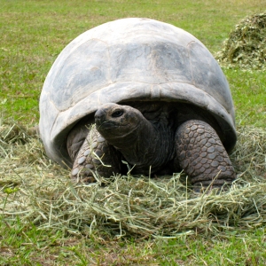 DIVA EATING HAY // 12-01-2014