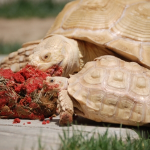 ALADAR TAKES DOWN THE LASAGNE...WITH A LITTLE HELP