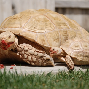 ALADAR TAKES DOWN THE LASAGNE...WITH A LITTLE HELP