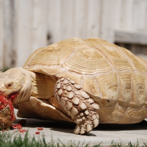 ALADAR TAKES DOWN THE LASAGNE