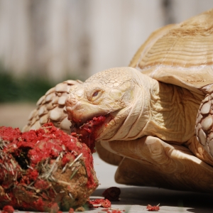 ALADAR TAKES DOWN THE LASAGNE