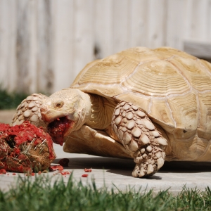 ALADAR TAKES DOWN THE LASAGNE