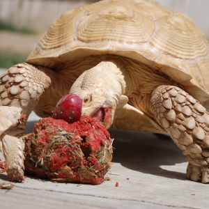 ALADAR TAKES DOWN THE LASAGNE