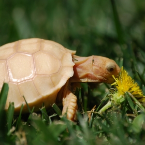 FIRST DANDELION!  LESS THAN A MONTH OLD!