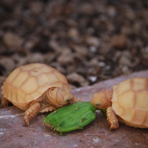 FIRST CACTUS PAD: IT-1 & IT-2 (1 MONTH OLD)