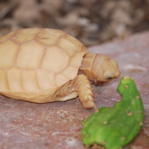 FIRST CACTUS PAD: IT-1 (1 MONTH OLD)