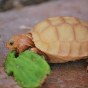 IT-1 & IT-3 CONTINUE THEIR ASSAULT ON A BABY OPUNTIA PAD!