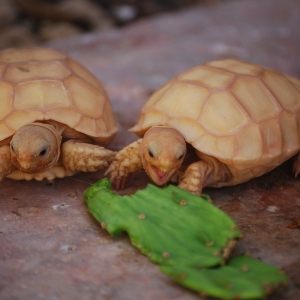 IT-1 & IT-3 CONTINUE THEIR ASSAULT ON A BABY OPUNTIA PAD!