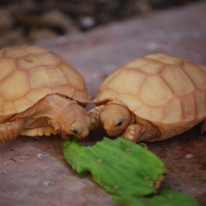 IT-1 & IT-3 CONTINUE THEIR ASSAULT ON A BABY OPUNTIA PAD!