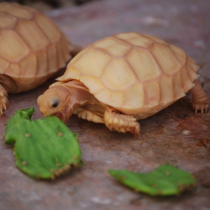 IT-1 & IT-3 CONTINUE THEIR ASSAULT ON A BABY OPUNTIA PAD!