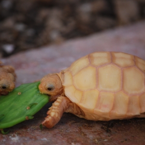 IT-1 & IT-3 CONTINUE THEIR ASSAULT ON A BABY OPUNTIA PAD!