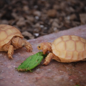 IT-1 & IT-3 CONTINUE THEIR ASSAULT ON A BABY OPUNTIA PAD!