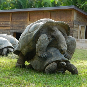 ALDABRA MATING SEQUENCE // 12-03-2014