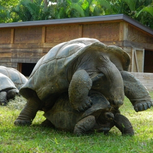 ALDABRA MATING SEQUENCE // 12-03-2014