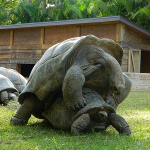 ALDABRA MATING SEQUENCE // 12-03-2014