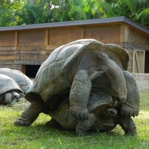 ALDABRA MATING SEQUENCE // 12-03-2014