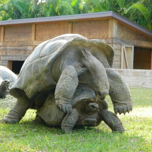 ALDABRA MATING SEQUENCE // 12-03-2014