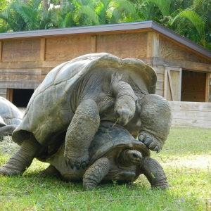 ALDABRA MATING SEQUENCE // 12-03-2014