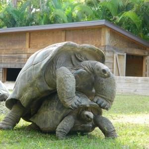 ALDABRA MATING SEQUENCE // 12-03-2014