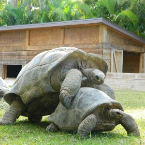 ALDABRA MATING SEQUENCE // 12-03-2014