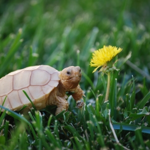 IT-2: FIRST DANDELION (1.5 MONTHS OLD)