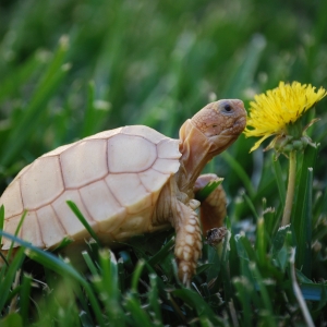 IT-2: FIRST DANDELION (1.5 MONTHS OLD)