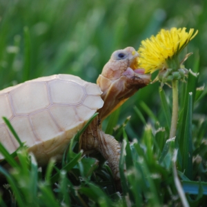 IT-2: FIRST DANDELION (1.5 MONTHS OLD)