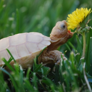 IT-2: FIRST DANDELION (1.5 MONTHS OLD)