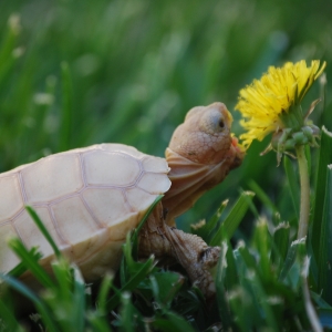 IT-2: FIRST DANDELION (1.5 MONTHS OLD)