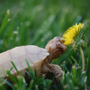 IT-2: FIRST DANDELION (1.5 MONTHS OLD)