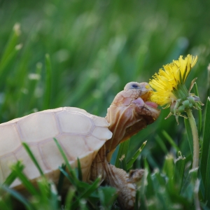 IT-2: FIRST DANDELION (1.5 MONTHS OLD)