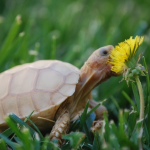 IT-2: FIRST DANDELION (1.5 MONTHS OLD)