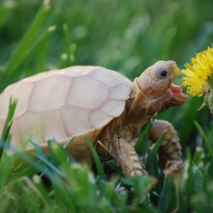 IT-2: FIRST DANDELION (1.5 MONTHS OLD)