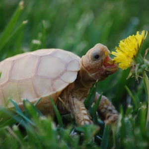 IT-2: FIRST DANDELION (1.5 MONTHS OLD)