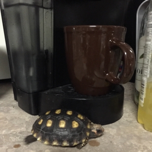 I like my coffee black with a little tortoise...