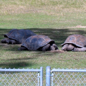 MATURE ALDABRA // 12-06-2014