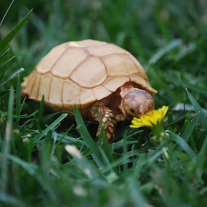 IT-2: Dandelion Destruction (2 months old)