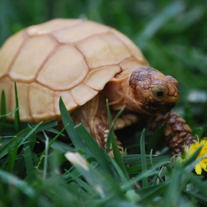 IT-2: Dandelion Destruction (2 months old)