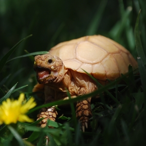 IT-2: Dandelion Destruction (2 months old)