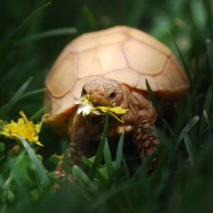 IT-2: Dandelion Destruction (2 months old)