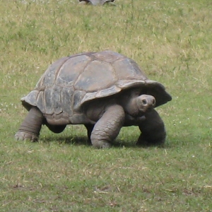 ALDABRA TORTOISES // 12-07-2014