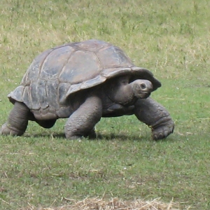 ALDABRA TORTOISES // 12-07-2014