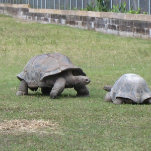 ALDABRA TORTOISES // 12-07-2014