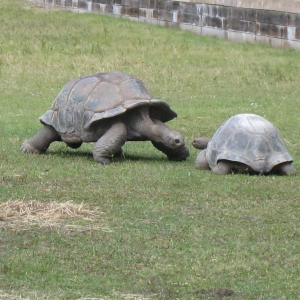 ALDABRA TORTOISES // 12-07-2014