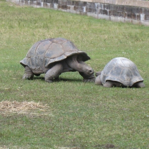 ALDABRA TORTOISES // 12-07-2014