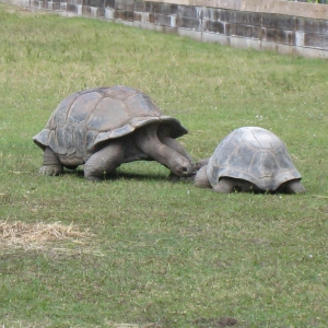 ALDABRA TORTOISES // 12-07-2014